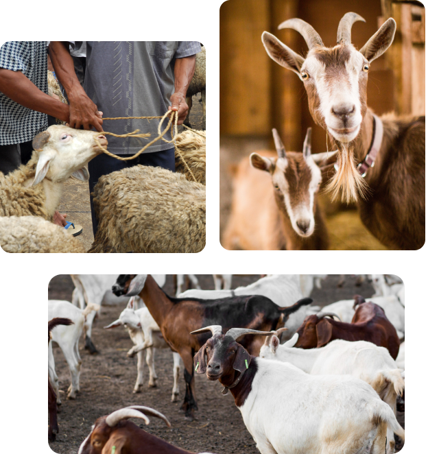 How Your Qurbani Helps