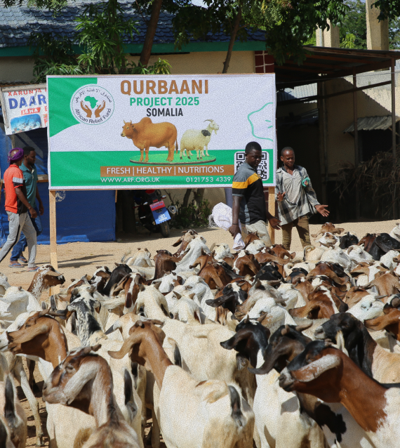 Qurbani Livestock