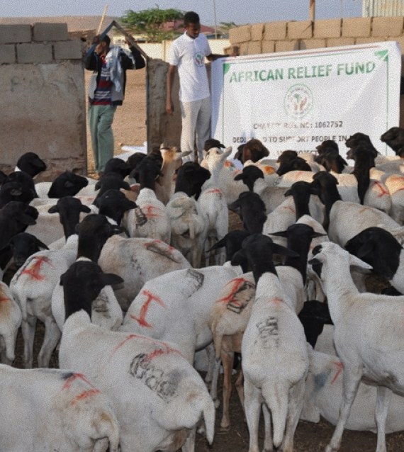 Qurbani Livestock