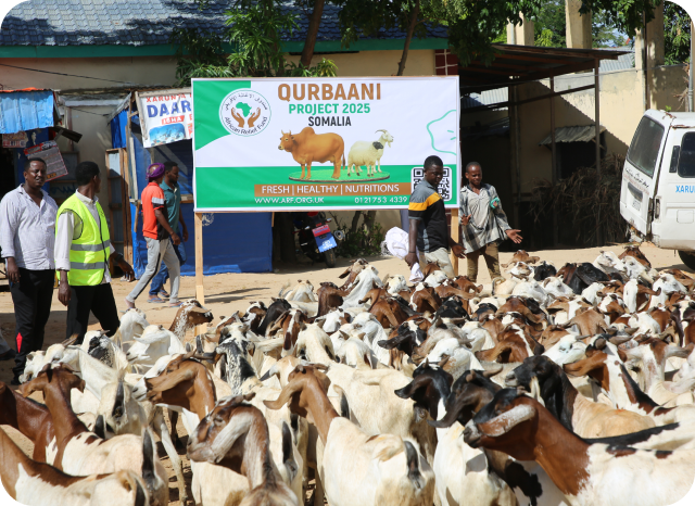 Qurbaani Project 2025 Somalia — herd of goats at distribution site